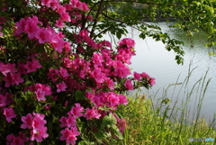 水辺のツツジ(^o^)s