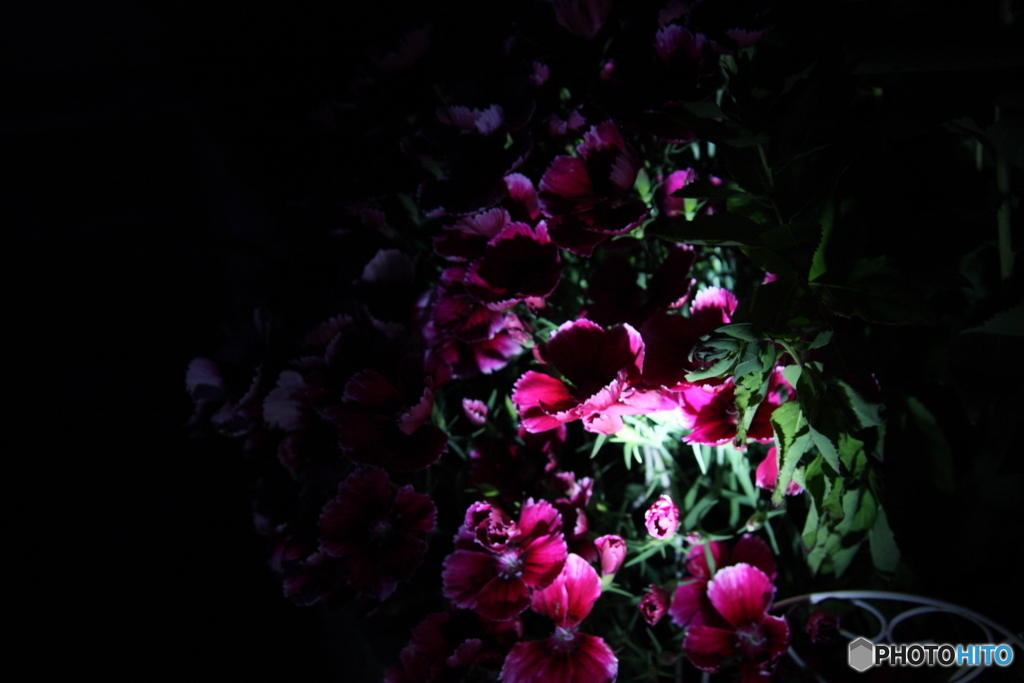 夜飛ぶ蝶々も嘘の花〜♫(^o^;