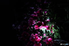 夜飛ぶ蝶々も嘘の花〜♫(^o^;