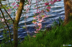 水面に咲く(^o^;