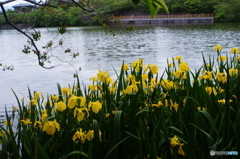 黄菖蒲咲き出しました(^o^;