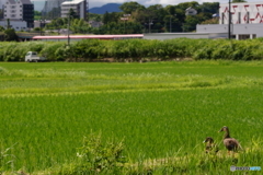 妄想空間:鴨さん夫婦と軽トラ(^o^;