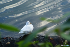 一人?佇（たたず）む(ーー;)