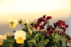 最終試写④夕陽を浴びる(^o^)