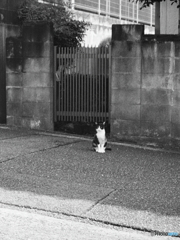 お帰りお待ちしてました(=^・^=)film