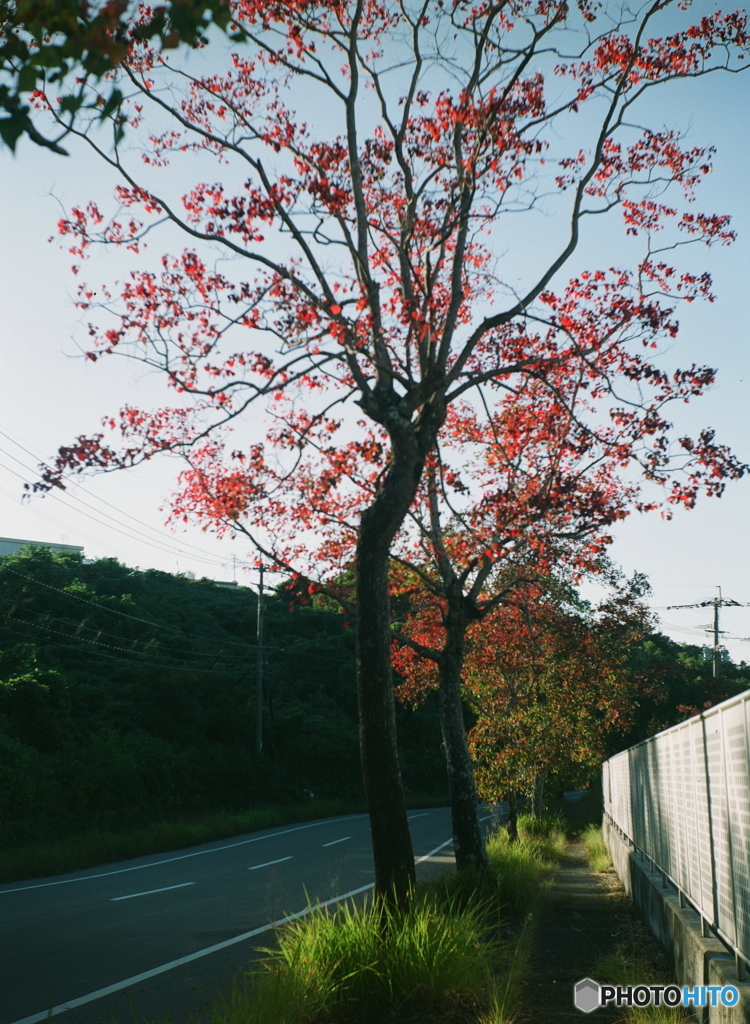 街路樹も紅葉i(^o^;film