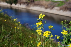 チラホラ(=^・^=)