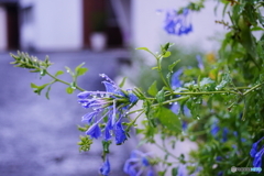 雨に打たれても(=^・^=)