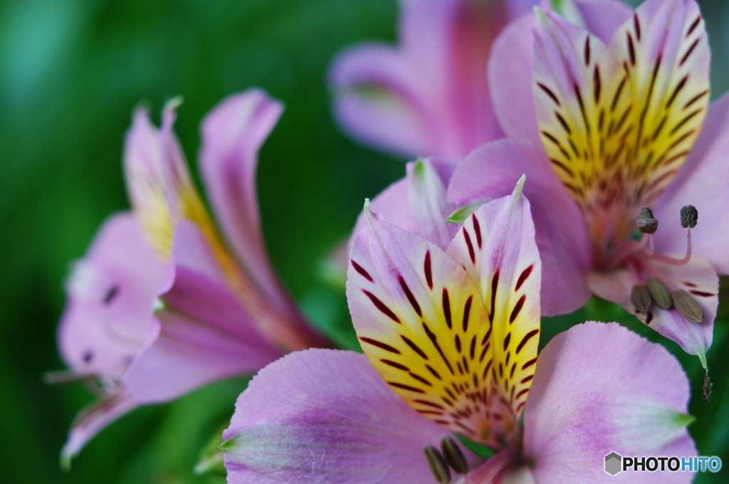 Exotic Japan＼(^o^)／q