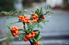 雨に打たれてフィルムバージョン(^o^)c
