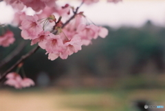 陽光桜Film(^o^)