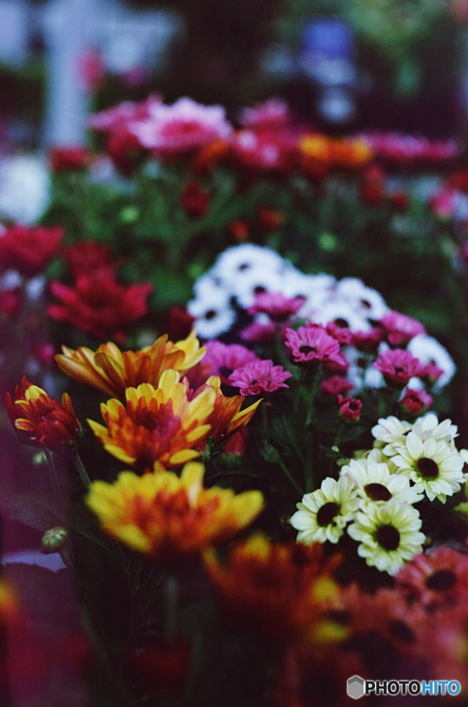 未知のフィルムと小悪魔(=^・^=)