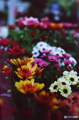 未知のフィルムと小悪魔(=^・^=)