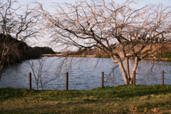 夕陽射す(^o^;i Film