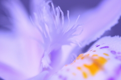 花芯シリーズ②(^o^;
