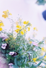 春うらら(=^・^=)film