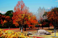 お遊びSolarisation(=^・^=)