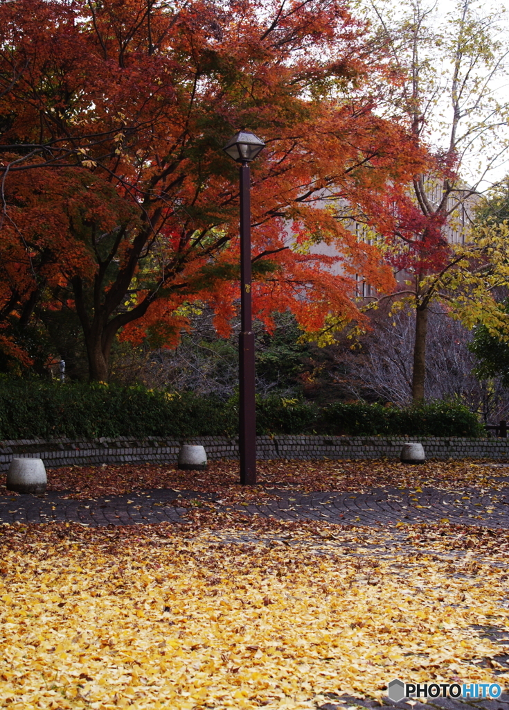 バスストップ♫の紅葉(^o^;
