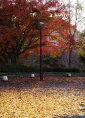 バスストップ♫の紅葉(^o^;