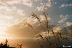 夕暮れ時(^o^;film