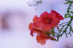 癒しの花(=^・^=)
