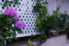 ある日の紫陽花(=^・^=)