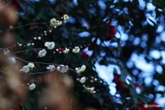 梅の花咲き出しました(=^・^=)