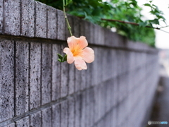 一輪のノウゼンカズラw(=^・^=)film