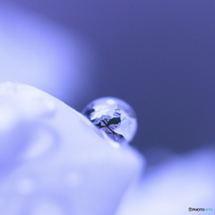 水滴の花（トリミング）l