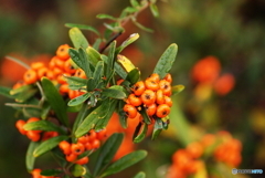 雨に打たれて(^o^;