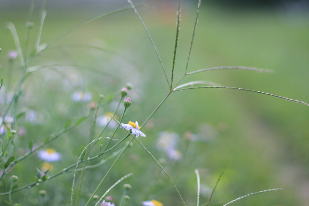 のどかな畦道(^o^)o