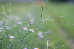 のどかな畦道(^o^)o