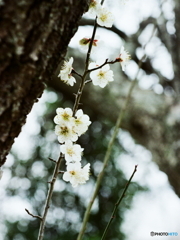 ①写ったよペンタックスSP(=^・^=)film