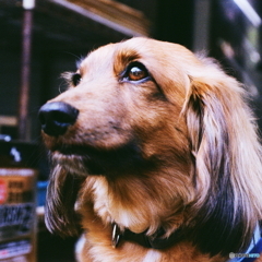これが和製ズミクロンの写りだ＼^0^／film