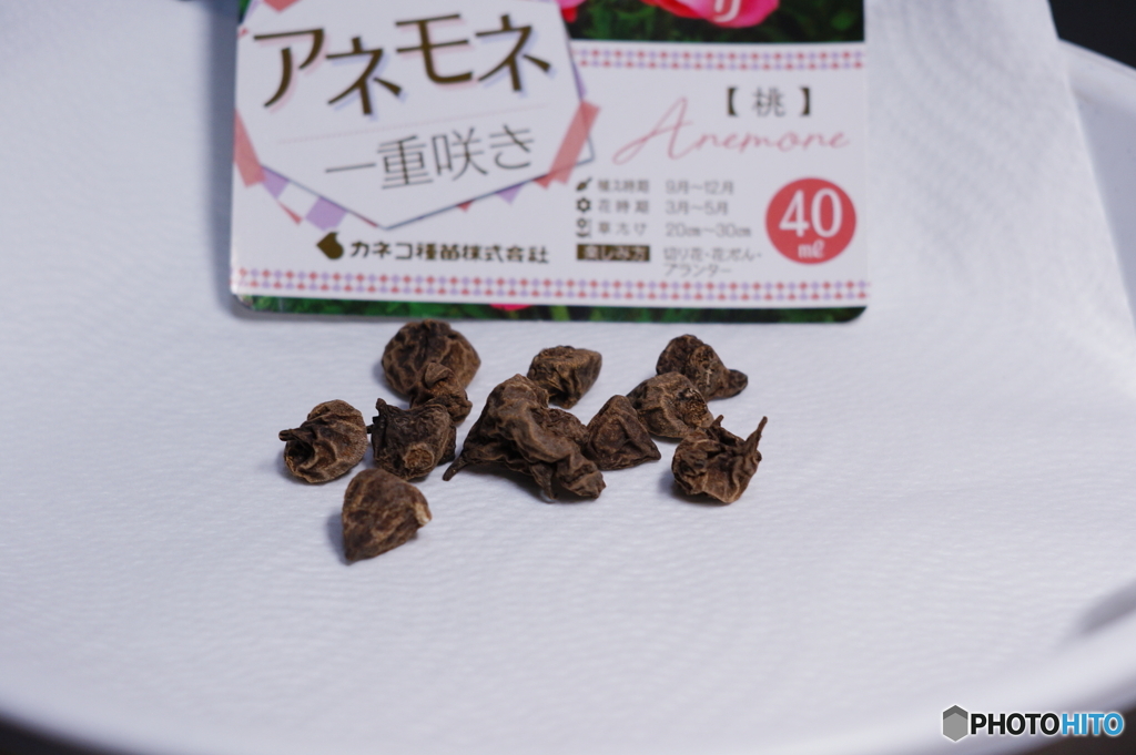 ②アネモネ植え付け前に