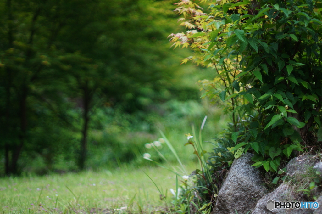 誤って開放撮影しましたF1.4(ーー;)