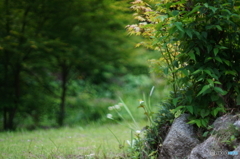 誤って開放撮影しましたF1.4(ーー;)