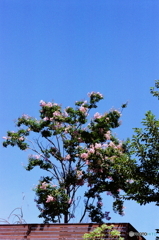 百日紅が咲いていた頃(=^・^=)film