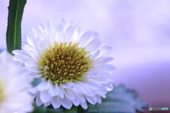 早いと思います(_ _;)　菊花薫る(^o^;