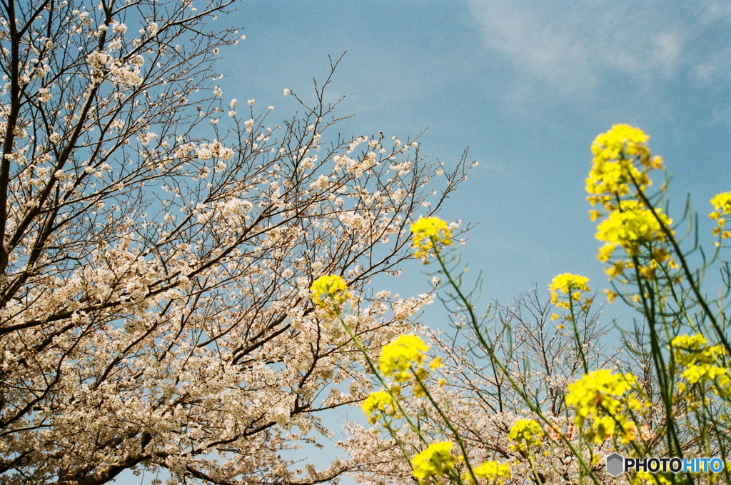 参考/補正前の写真です(_ _;)film