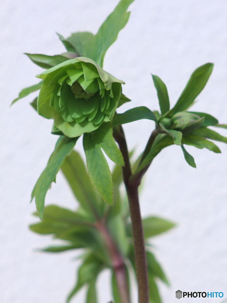 試写①グリーンを緑のロッコールで(^o^;