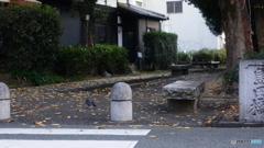 あなたもお散歩？