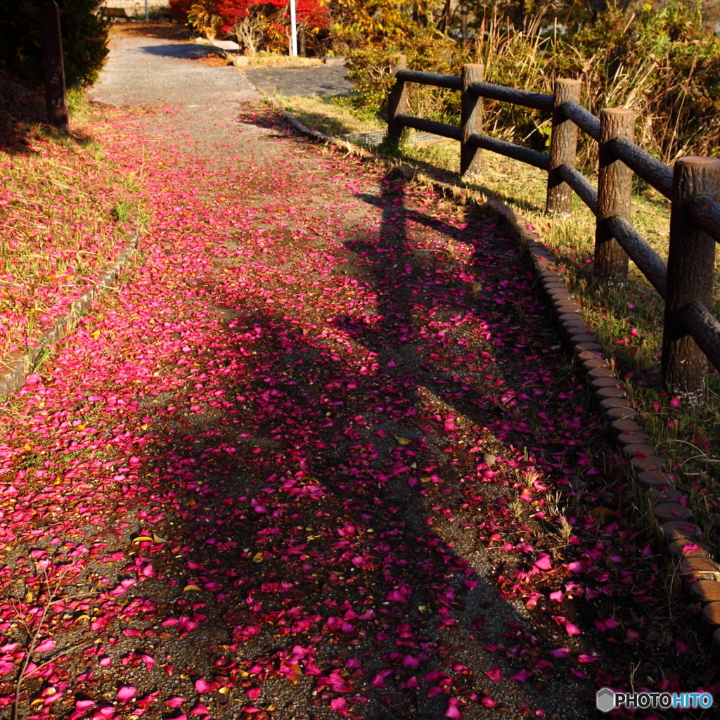踏んでもいいですか(^o^)