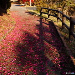 踏んでもいいですか(^o^)