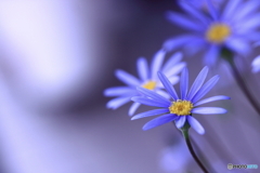 ブルーデージー