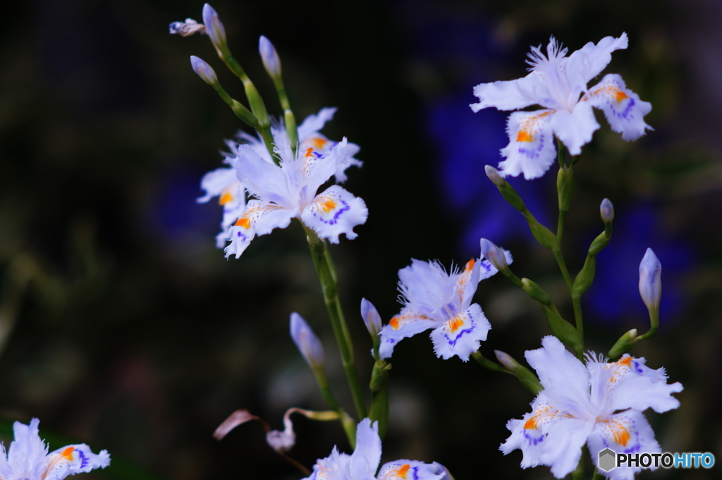 妖しの花シャガo((⊙﹏⊙))o.