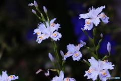 妖しの花シャガo((⊙﹏⊙))o.