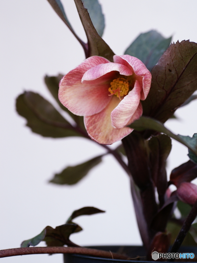 ４度目の挑戦(=^・^=)