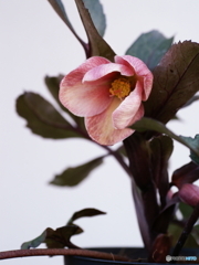 ４度目の挑戦(=^・^=)