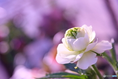 咲きましたラックス・ニノス(=^・^=)